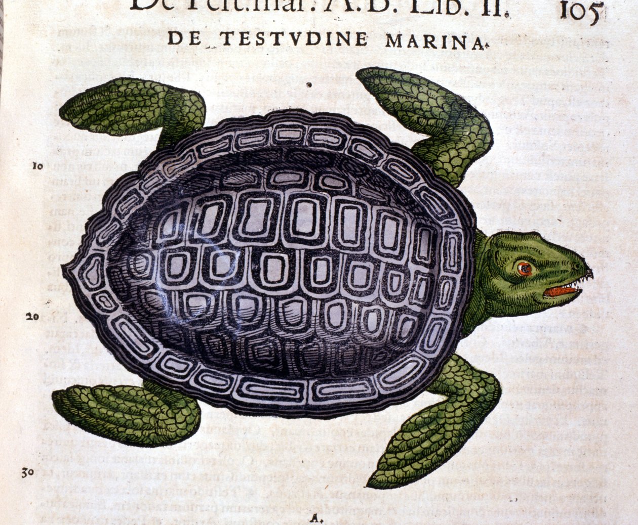 海龟，根据康拉德·格斯纳 (Conrad Gesner) 的动物历史博物馆 (Historia Animalium) 记载，提古里 1560 年。 作者 未知艺术家