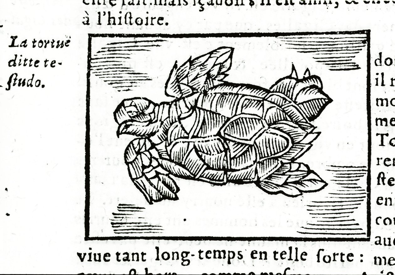 海龟，根据 Gerolamo Cardano (Cardanus Hieronymus) (Cardan) 的论文“De la subtlite”，于 1642 年在鲁昂印刷。 作者 未知艺术家