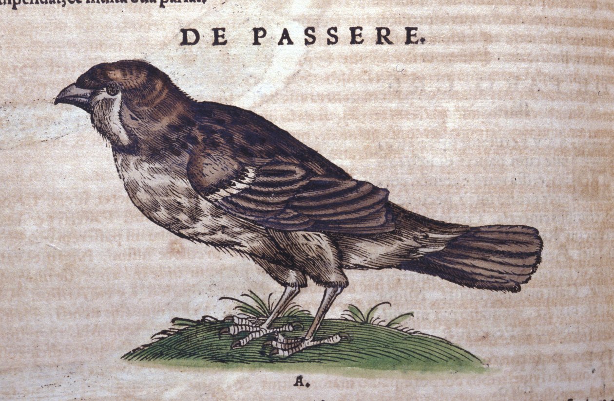 动物史上的麻雀 Conrad Gesner (1516 - 1565)，苏黎世 作者 未知艺术家