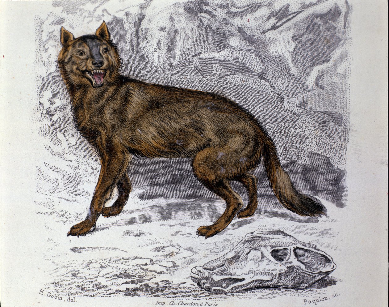 The wolf. Plate taken from a Natural History Treat of “” Works of Buffon”” by naturalist Georges Louis Leclerc, Count of Buffon (1707 - 1788). 19th century 作者 未知艺术家