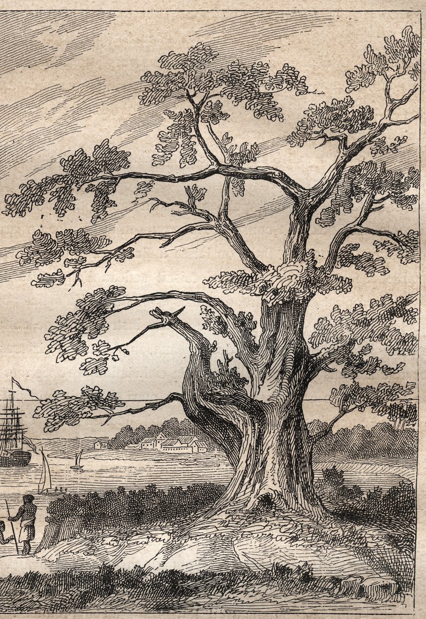 詹姆斯-库克船长（1728-1779）的第三次航行（1776-1779）：库克在树下观察金星的经过--插图取自 "18世纪伟大的航海家" 作者 未知艺术家