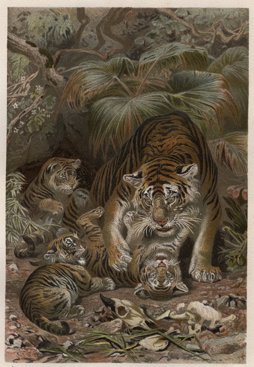 老虎和小老虎--老虎（Panthera tigris）和小老虎--来自阿尔弗雷德-埃德蒙-布雷姆（1829年至1884年）的《布雷姆的动物生活》的版画。 作者 未知艺术家