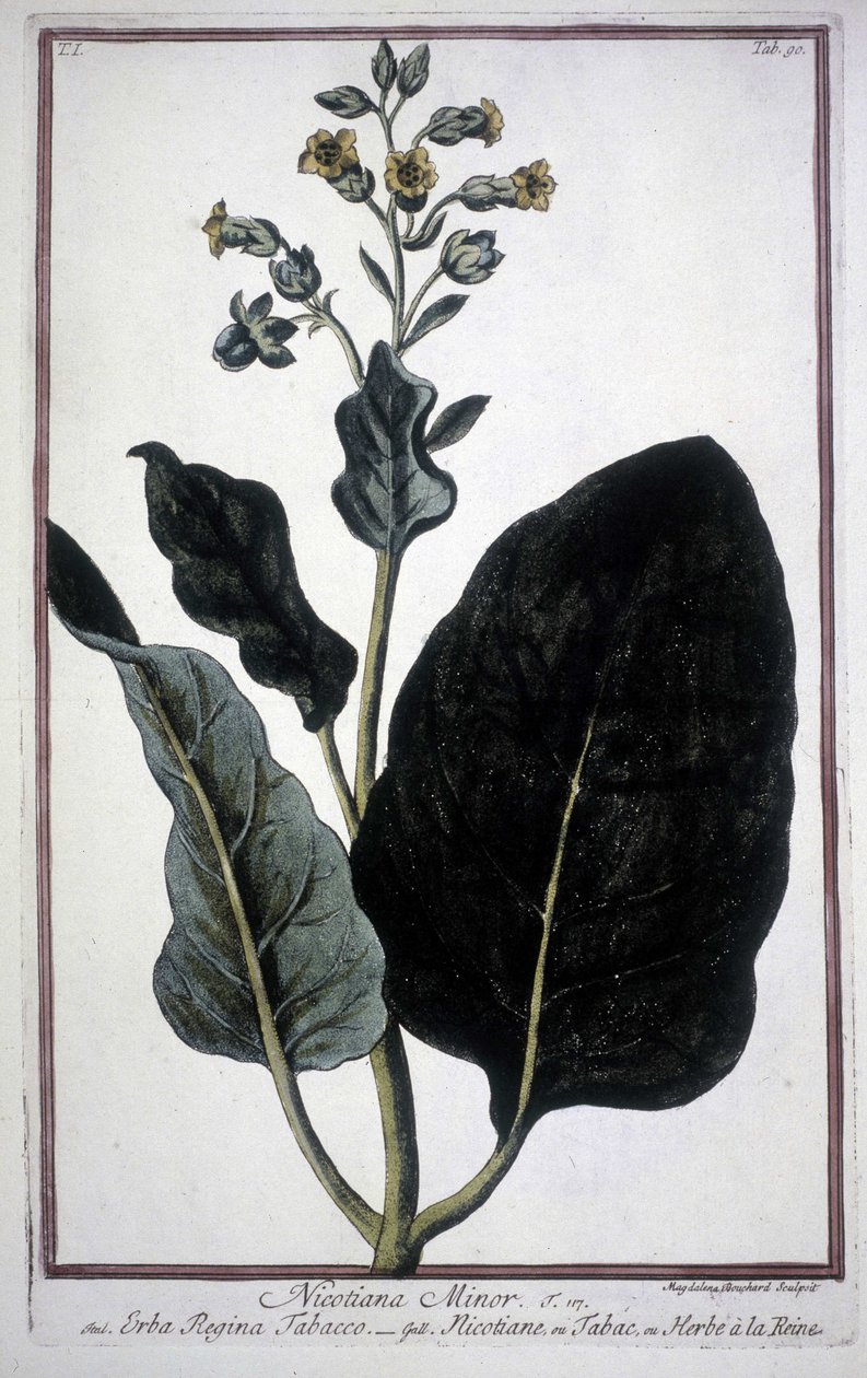 19 世纪植物标本馆中的烟草叶和花 (Nicotiana Minor)。 作者 未知艺术家