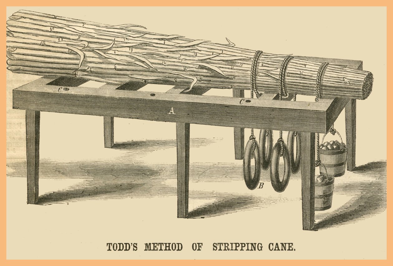 托德斯剥甘蔗法 作者 未知艺术家