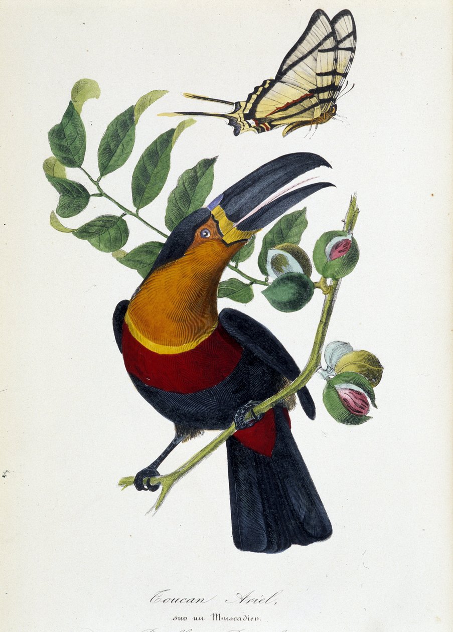 Toucan Ariel on a Muscadier and Butterfly Protesilas - in “” Le jardin des plantes: complete historical and picturesque description of the natural history museum”” by Lamaout, Paris 1843 作者 未知艺术家