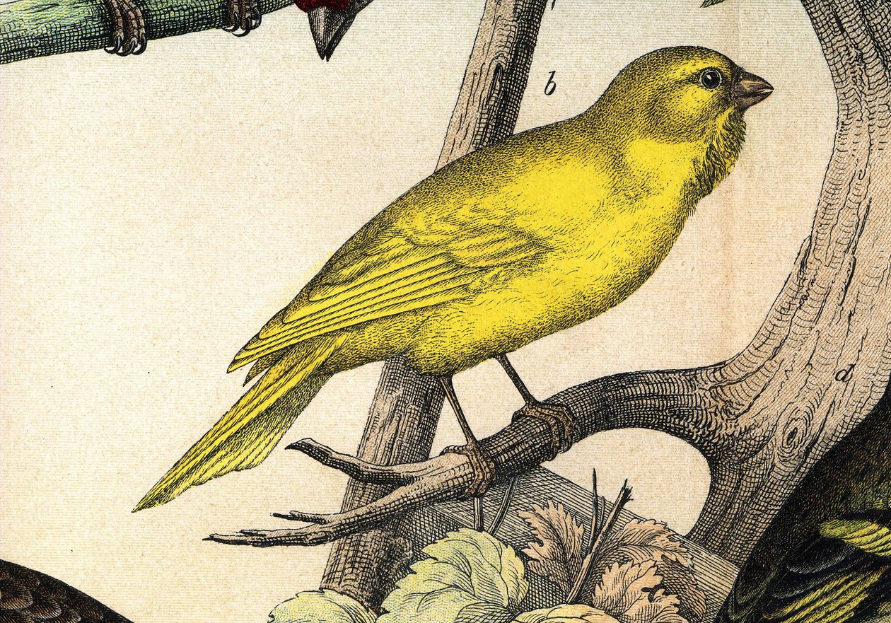 Un canari - 在 "Histoire naturelle des oiseaux"，Hoeopli编辑，米兰。 作者 未知艺术家