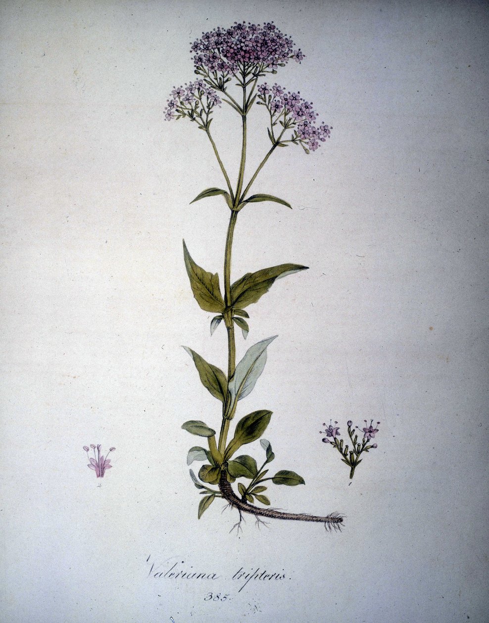 缬草紫红色或缬草。 19 世纪植物标本馆。 作者 未知艺术家
