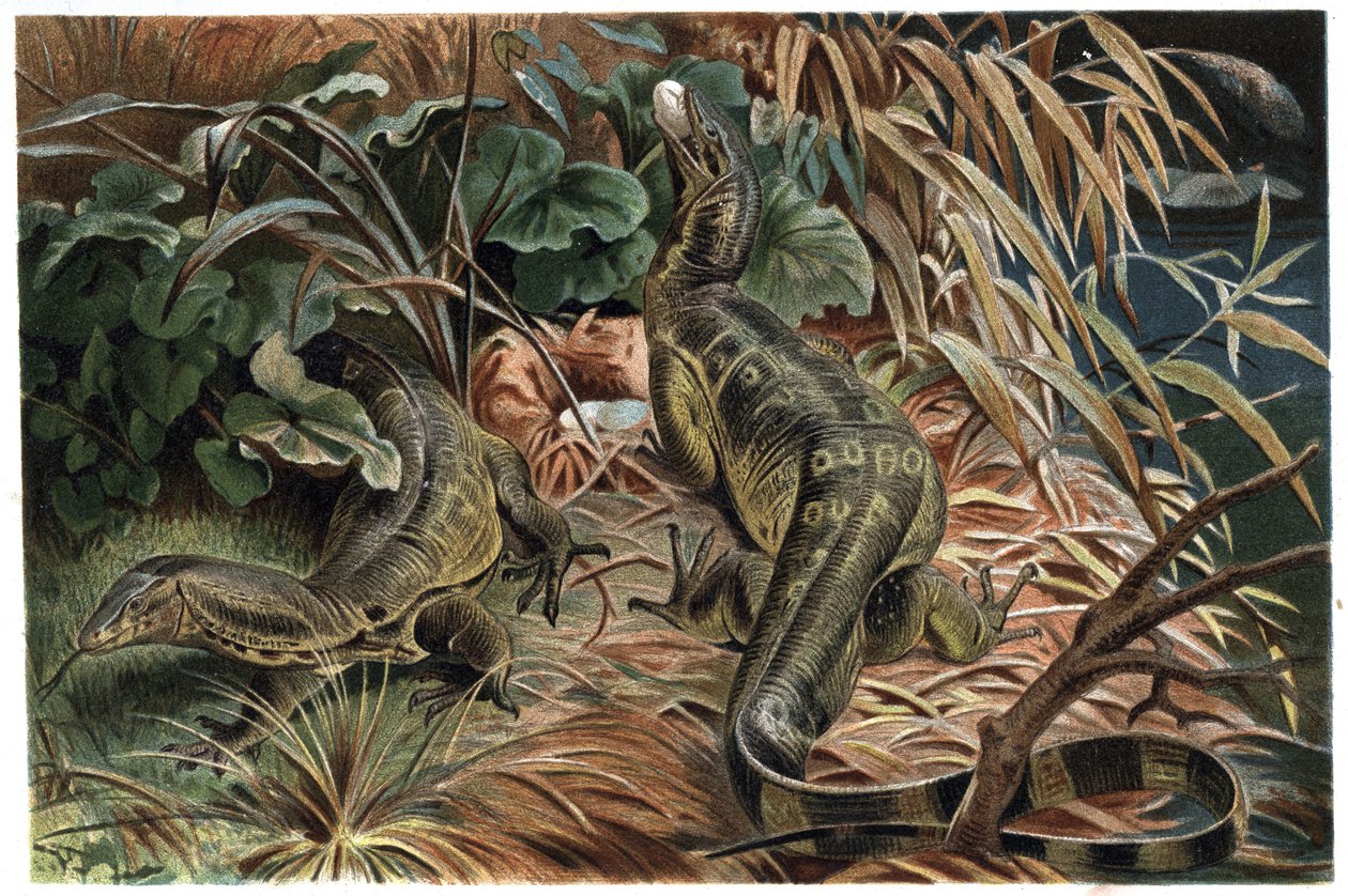 瓦兰--巨蜥（Varanus）--雕刻自阿尔弗雷德-埃德蒙-布雷姆（1829-1884）的《布雷姆的动物生活》。 作者 未知艺术家