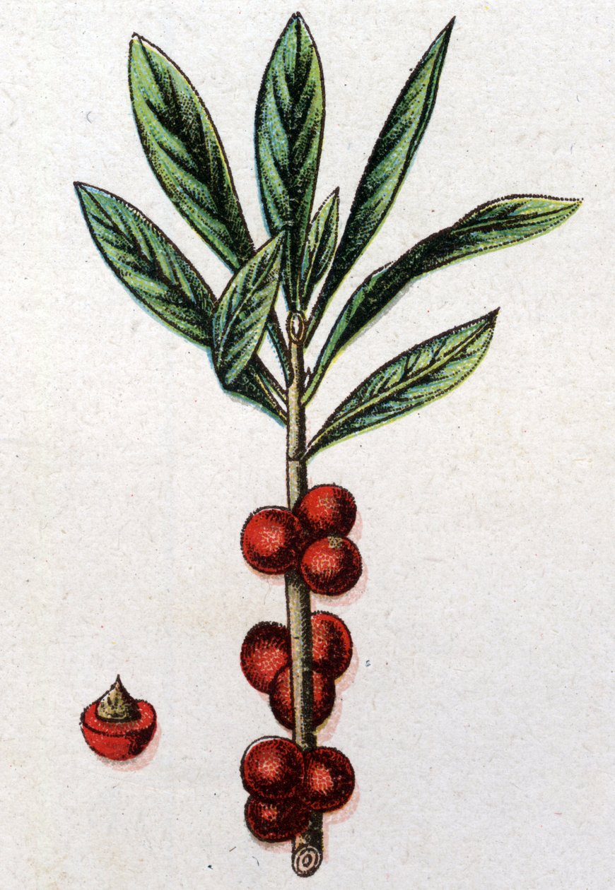 有毒植物。Daphne Mezereon。自然医学》中的雕刻，作者是弗里德里希-爱德华-比尔兹（1842-1922）。 作者 未知艺术家