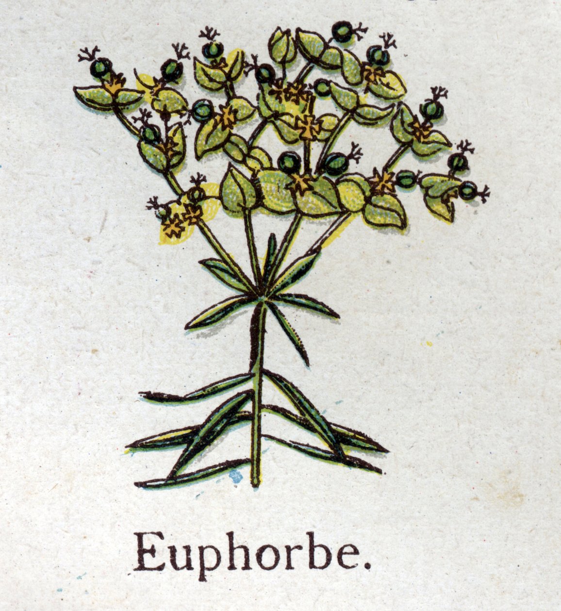 有毒植物。Euphorbo。自然疗法》中的雕刻，作者是弗里德里希-爱德华-比尔兹（1842-1922）。 作者 未知艺术家