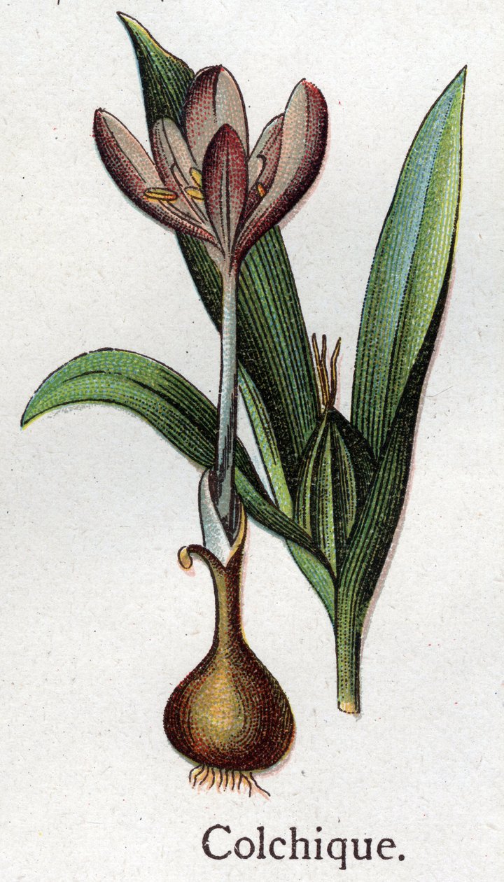 静脉植物：colchial。自然疗法》中的版画，作者是弗里德里希-爱德华-比尔兹（1842-1922）。 作者 未知艺术家