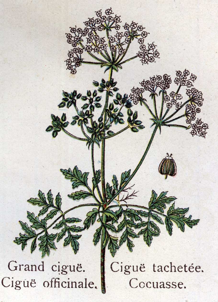 有毒的植物：大型的、药用的、染色的和古柯斯。自然医学》中的雕刻，作者是弗里德里希-爱德华-比尔兹（1842-1922）。 作者 未知艺术家