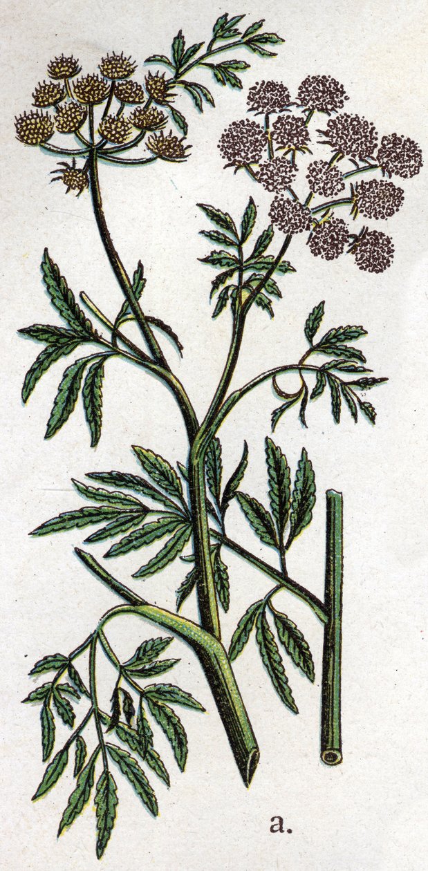 有毒植物：水芹或水生铁杉，又称铁杉（Cicuta virosa）。自然医学》中的雕刻，作者是弗里德里希-爱德华-比尔兹（1842-1922）。 作者 未知艺术家