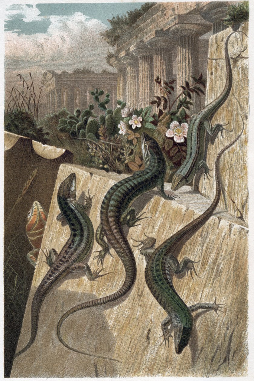 壁蜥--常见的壁蜥（Podarcis muralis）--雕刻自阿尔弗雷德-埃德蒙-布雷姆（1829-1884）的《布雷姆的动物生活》。 作者 未知艺术家