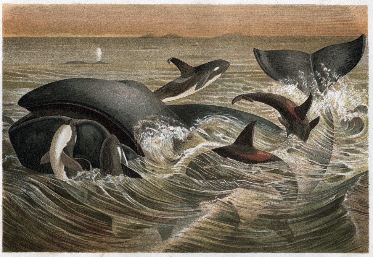 鲸鱼和鲸鱼--鲸鱼和逆戟鲸（Orcinus orca）--雕刻自阿尔弗雷德-埃德蒙-布雷姆（1829-1884）的《布雷姆的动物生活》。 作者 未知艺术家