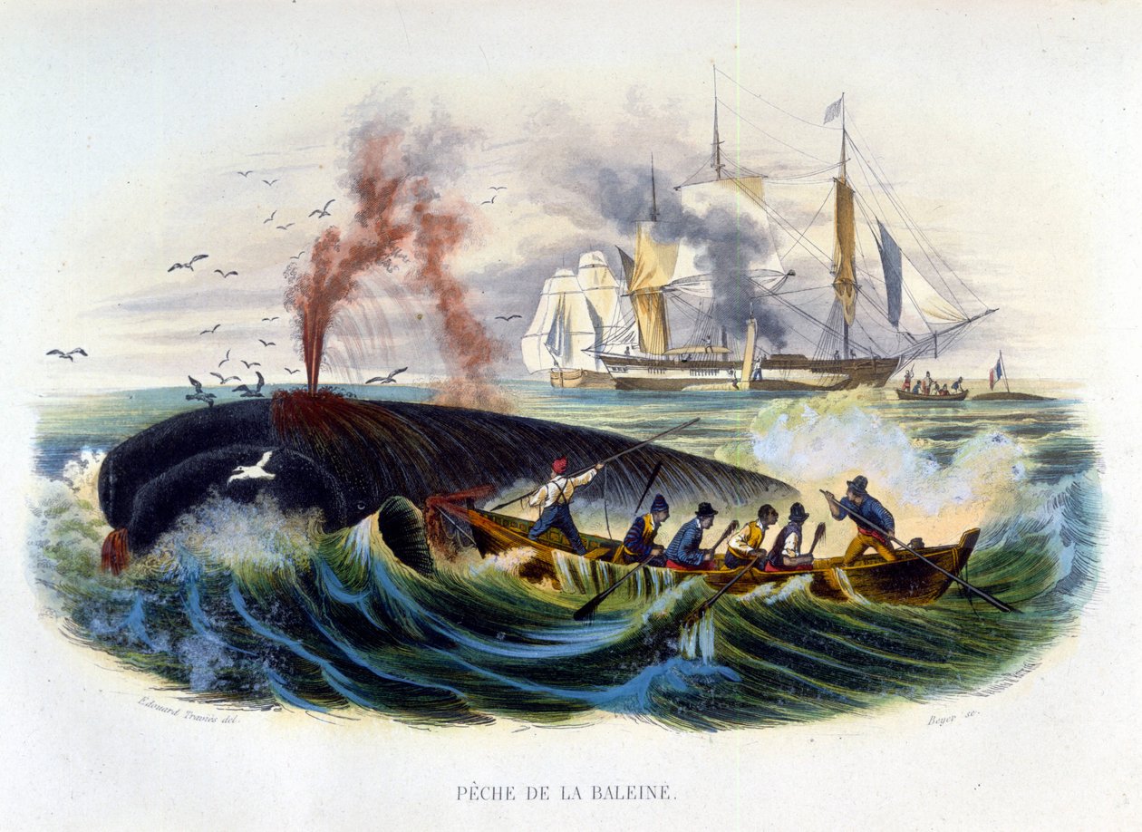 Whaling - in “Histoire naturelle” by Lacépède 作者 未知艺术家