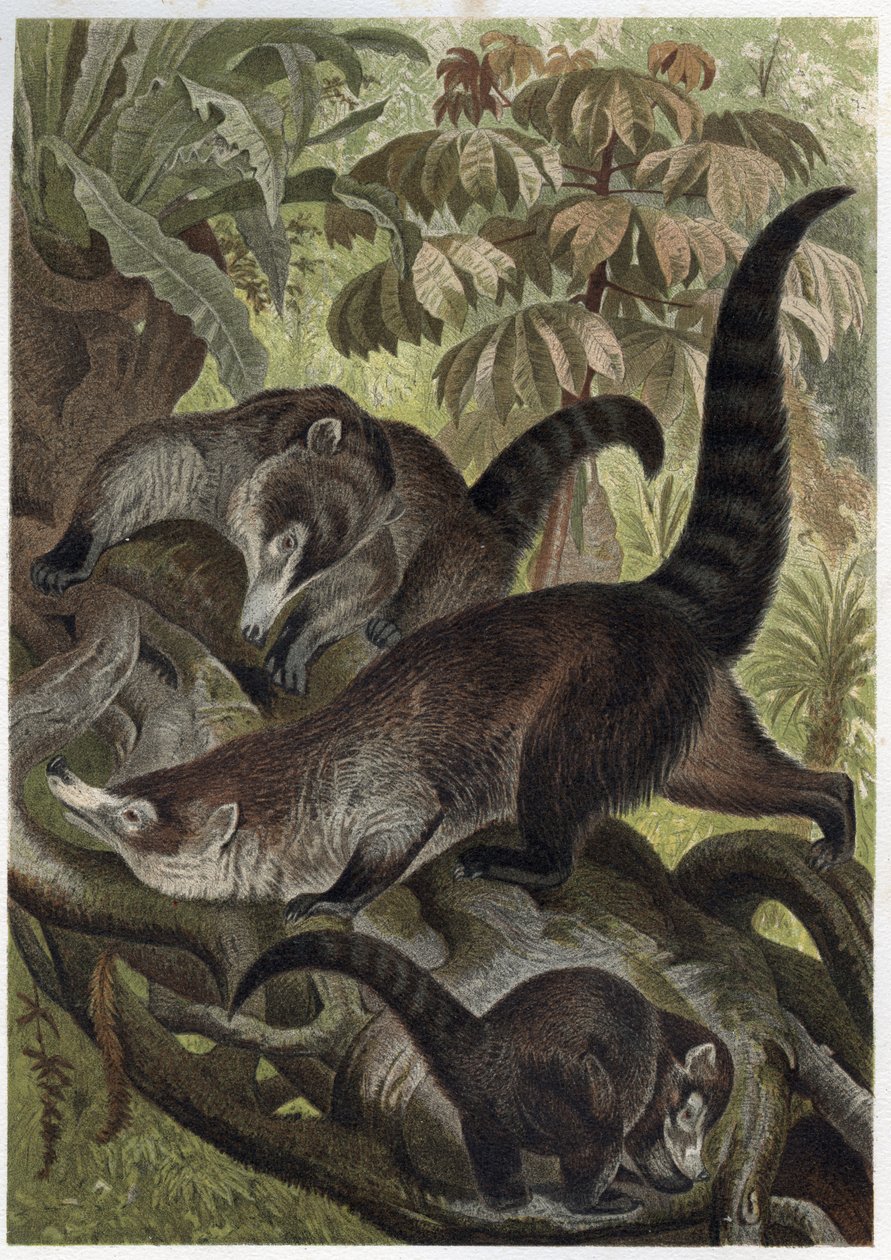 白鼻浣熊也被称为coatimundi - Coati brun ou coati a white nose (Nasua narica)--来自Alfred Edmund Brehm (1829-1884)的 "Brehm