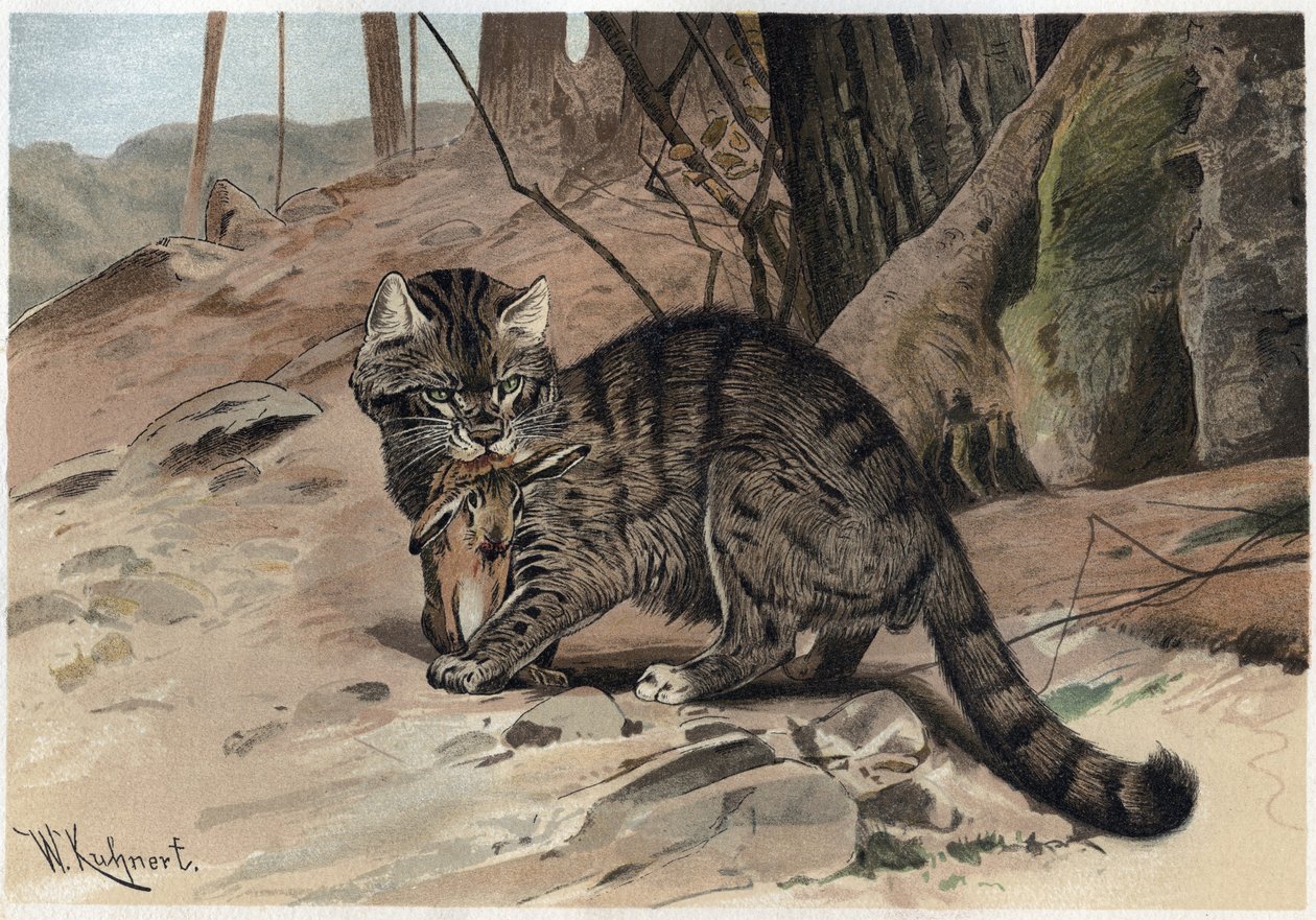 野猫--野猫（Felis silvestris）--雕刻自阿尔弗雷德-埃德蒙-布雷姆（1829-1884）的《布雷姆的动物生活》。 作者 未知艺术家