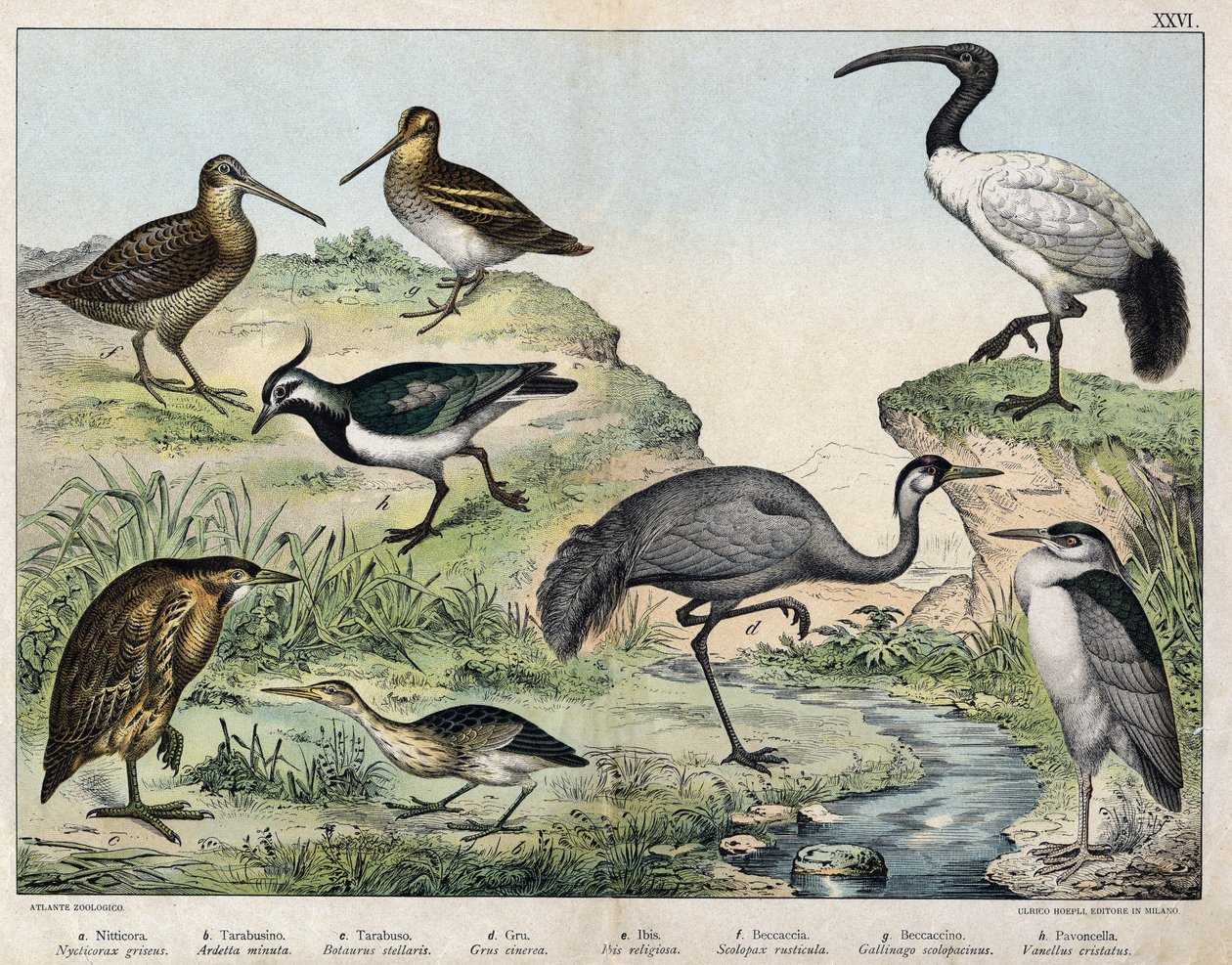 a:黑冠鸟（Nycticorax griseus），b：星鸟（Ardetta minuta），c:Butorcendré（Botaurus stellaris），d:黄鹤楼（Grus cinerea），e：圣鹮（Ibis religiosa），f：贝卡斯（Scolopax rusticula），g：沼泽（Gallinago），h。普通瓦诺（Vanel 作者 未知艺术家