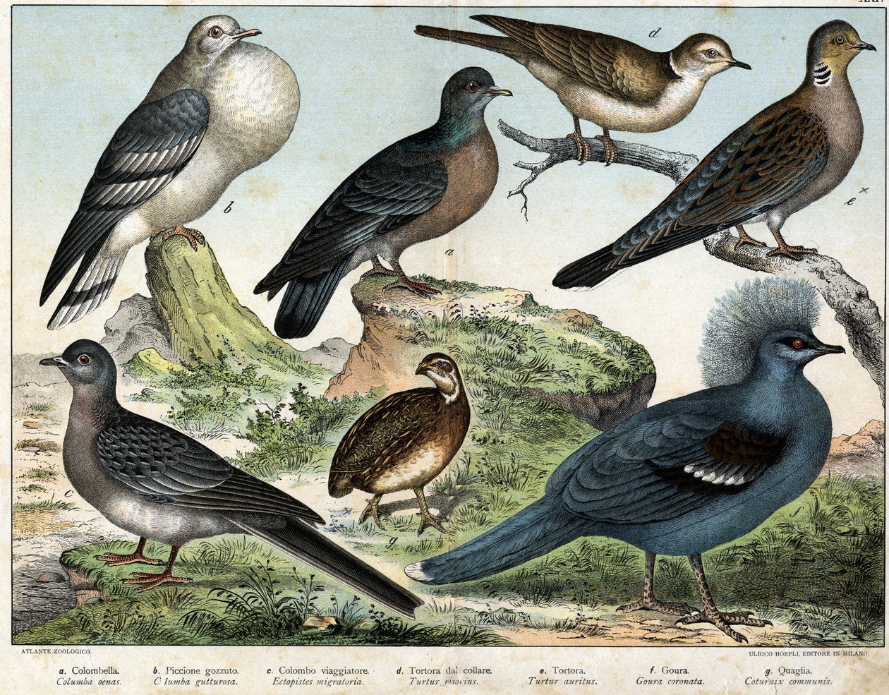 a:哥伦布鸽（Columba oenas），b: 蒙古鸽（Columba gutturosa），c:候鸟鸽（Etopistes migratoria），d:土耳其鸽（Turtur risorius），e:木鸽（Turtur auritus）, f: 古拉（Goura coronata）, g: 小麦鹌鹑（Coturnix communis） - 在" 作者 未知艺术家