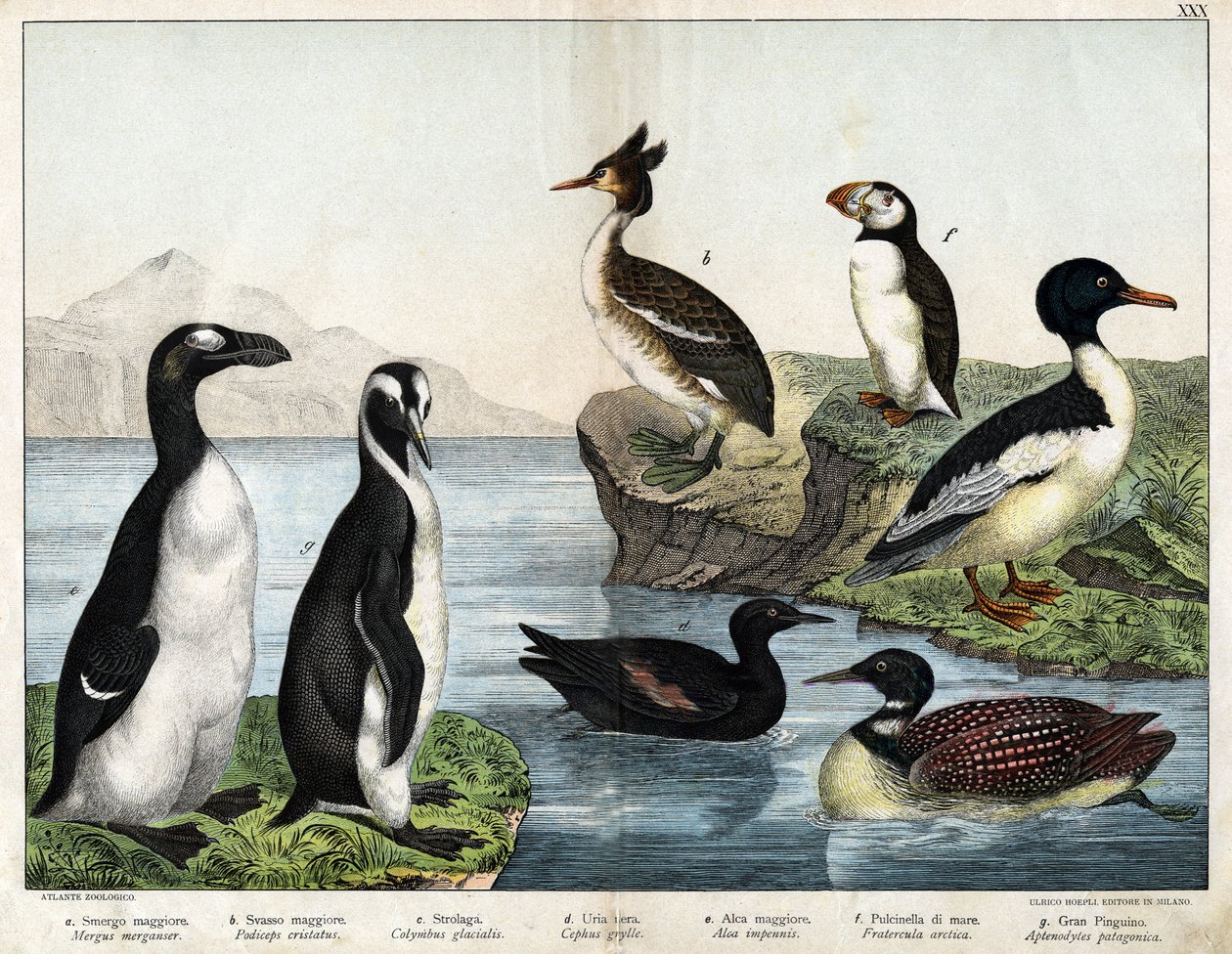 a:普通金鱼（Mergus merganser），b: 普通鸊鷉（Podiceps cristatus），c:普通龙鱼（Colimbus glacialis），d:黑吉利诺（Cephis grylle），大企鹅（Alca impennis），f：海鹦（Fratercula artica），g；皇家企鹅（Aptenodydydye pa 作者 未知艺术家