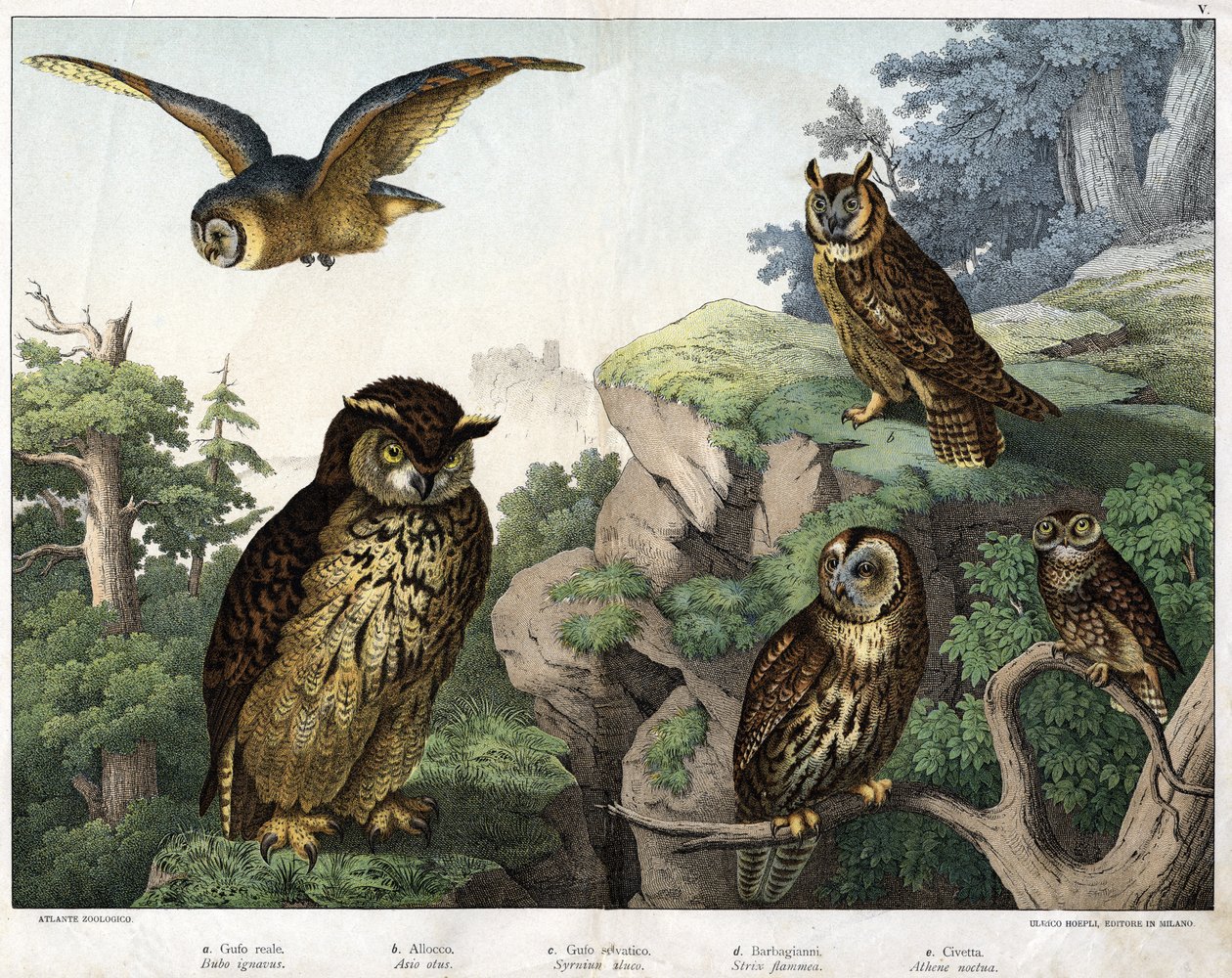 a:金色猫头鹰（Bubo ignavus），b: Hulotte（cat-huant）（Asio shell），c:野生猫头鹰（Syrnium aluco），d:猫头鹰（Strix flammea），e:猫头鹰（Athene noctua）--见《鸟类自然史》，Hoepli编辑，米兰 作者 未知艺术家