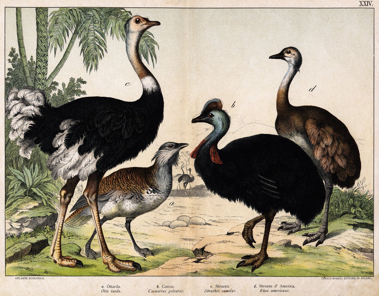a:大鸨（Otis tarda）, b: 卡索（Casarius galeatus）, c:非洲鸵鸟（Struthio camelus），d:Nandon (Rhea Americana) -在《动物自然史》中，Hoepli编辑，米兰 作者 未知艺术家