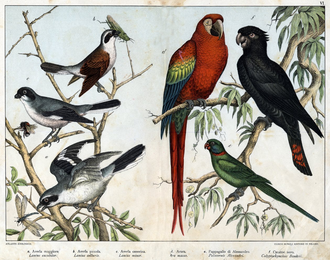 a:灰斑鸠（Lanius excubitor），b: 北斑鸠（Lanius collurio），c:粉胸灰雀（Lanius linor），d:红鸟（Ara macao）, e:亚历山大鹦鹉（Palaeornis Alexandria），f：Banksian Cacatoes（Calyptorynchus banksii）--载于《自然史》。 作者 未知艺术家