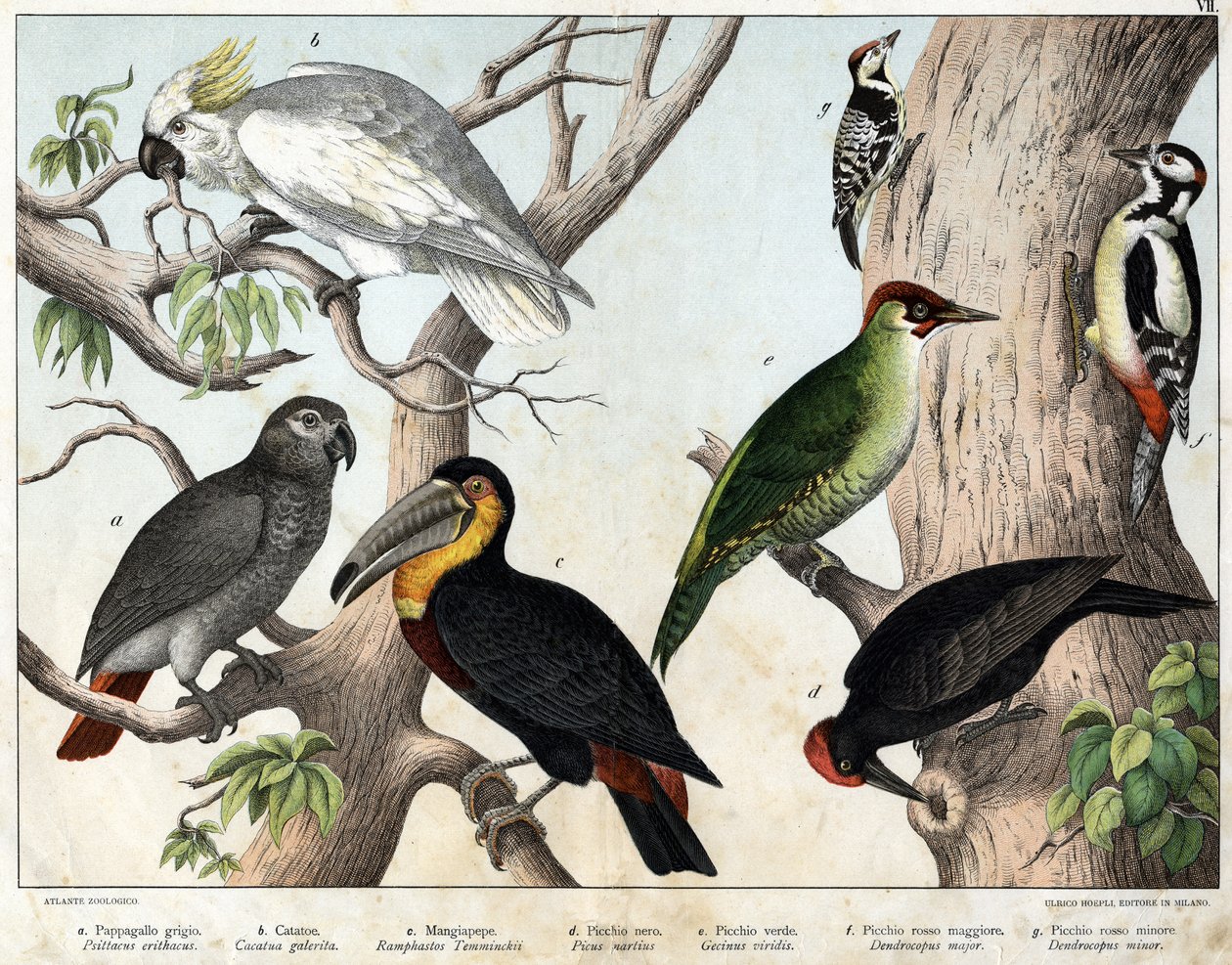 a:灰鹦鹉（Psittacus erithacus）, b: 鹦鹉cacatoes（Cacatua galerita）, c．鹦鹉（Ramphastos temminckii）, d．黑啄木鸟（Picus Martius），e:绿啄木鸟（Gecinus veridis）, f: 大红啄木鸟（Dendrocopus minor in）- "Natural History of China"。 作者 未知艺术家