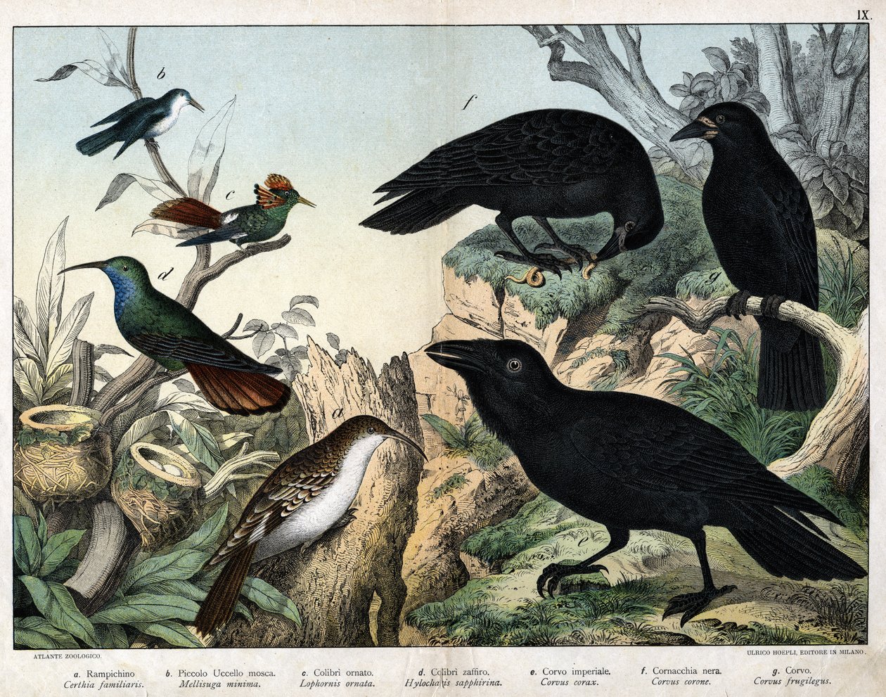 a:格林佩罗（certhia familiaris），b：小飞鸟（Mellisuga minima），c。装饰蜂鸟（Lophornis ornata），d：蓝宝石蜂鸟（Hylocharis sapphirina），e：帝国乌鸦（Corvus corax），f：黑鸦（Corvus Corone），g：乌鸦（Corvus fruity gi 作者 未知艺术家