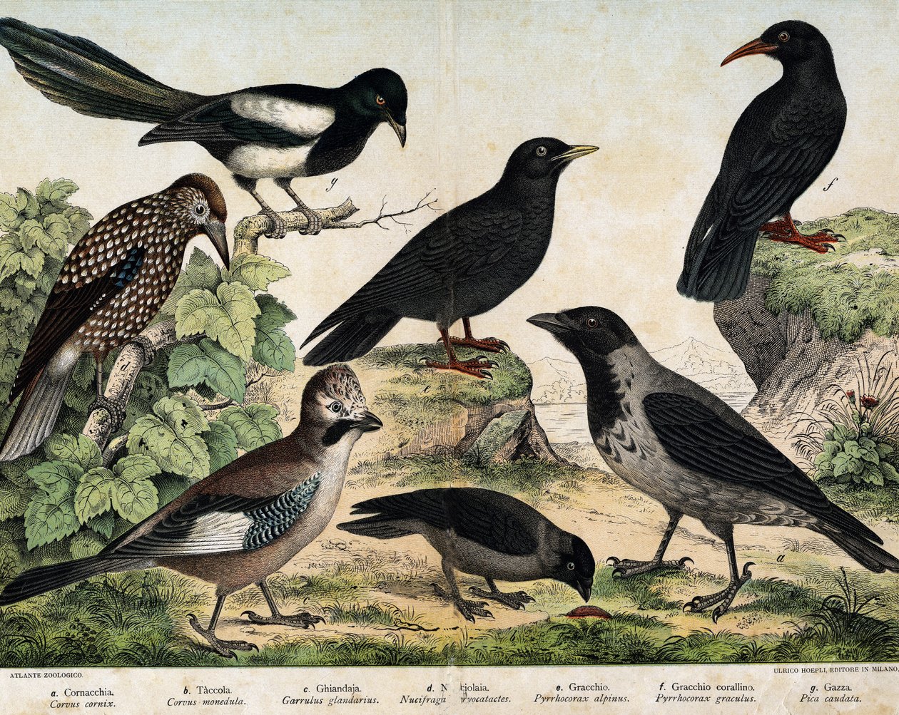 a:螳螂（Corvus cornix），b：普通芽菜（Corvus monedula），c:海鸦（Garrulus glaudarius）, d:Speckled cassenoix（Nucifraga caryocatactes）, e: Yellow-billed Chocad（Pyrrohocorax alpinus）, f:红嘴鸟（Pyrrhocorracorracorrax）x gracu 作者 未知艺术家