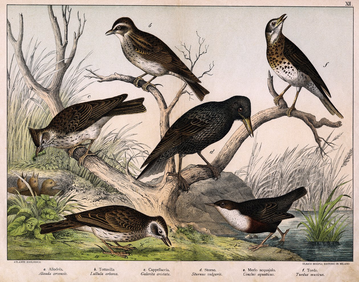 a:北方云雀（Alauda arvensis），b: 璐璐云雀（Lullula arborea），c:Cappellaccia（Galerita cristata）, d:桑尼特椋鸟（Sturnus Vulgaris）, e:鸭子（Cinclus aquaticus），f：鸫（Turdus musicus）--见《鸟类自然史》，Hoepli编辑，米兰 作者 未知艺术家