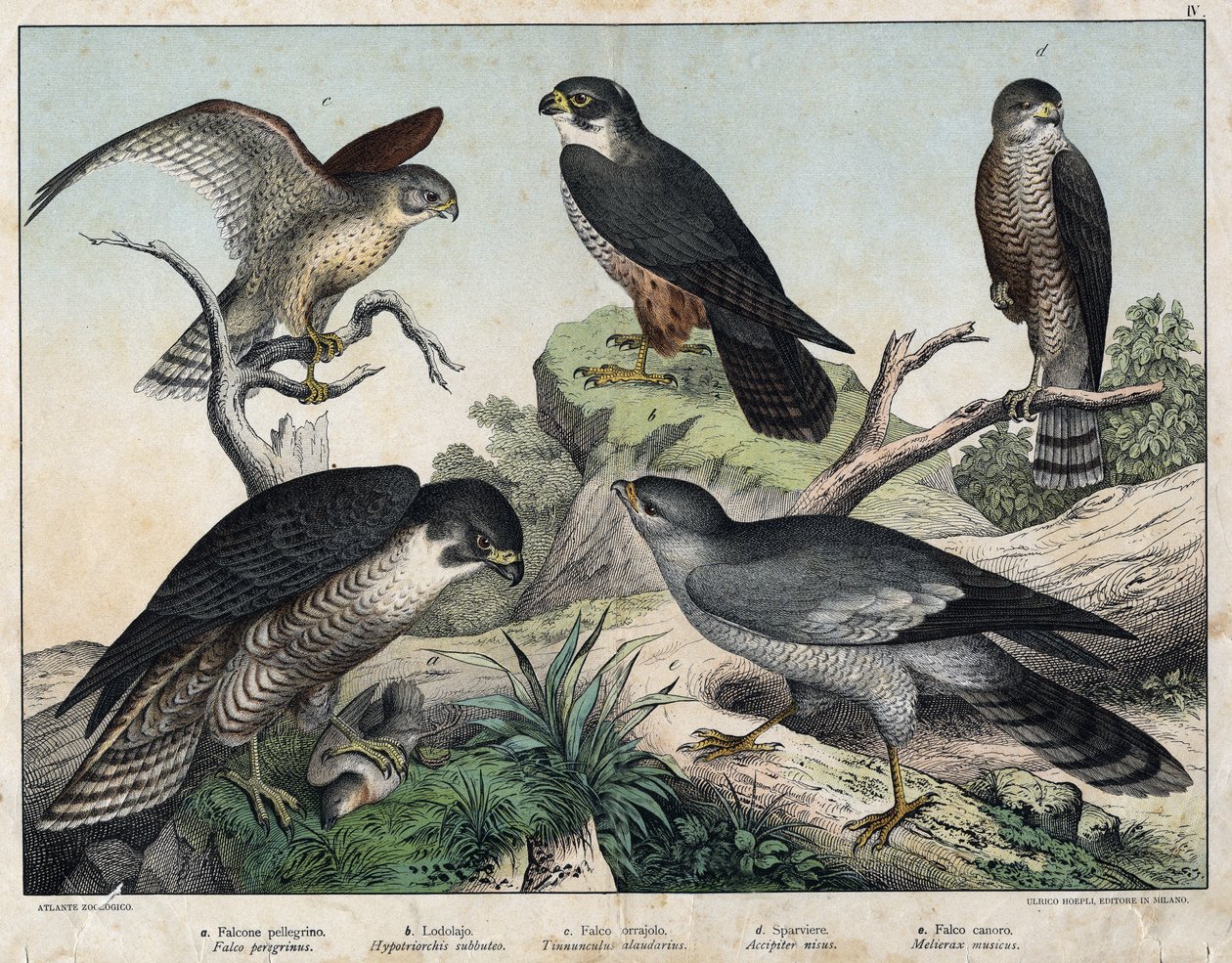 a:Pelerine Falcon (Falco peregrinus), b: Hawk Hawk (Hypotriorchis subbuteo), c。红隼（Tunnunculus alaudarius），d:欧洲鹰（Accipiter nisus），e：歌唱者（Melierax musicus）--见《鸟类自然史》，Hoepli编辑，米兰。 作者 未知艺术家
