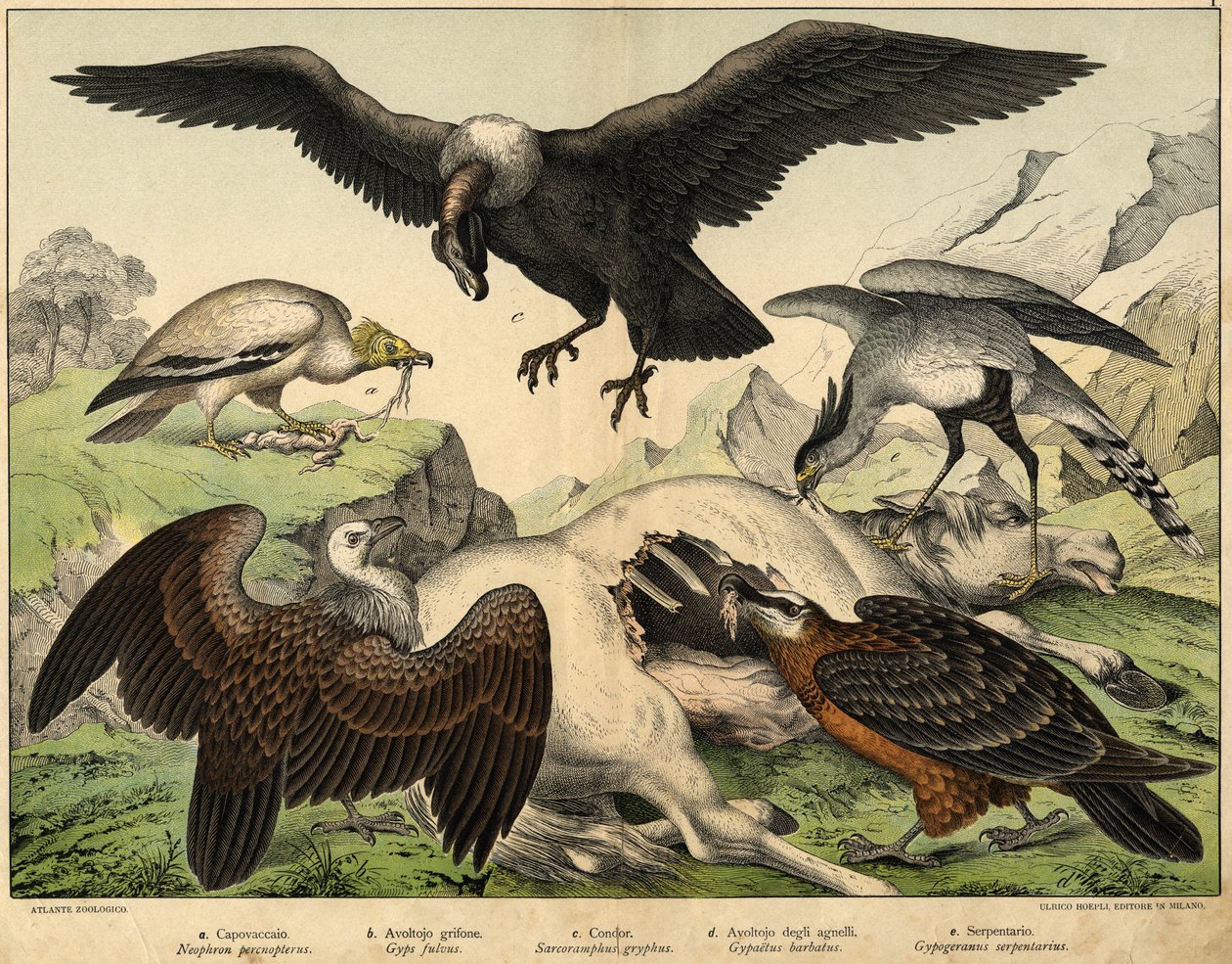 a:Percnopterus (Neophron percnopterus), b: Griffon vulture (Gyps fulvus), c．秃鹰（Sarcoramphus gryphus）, d:羔羊鹫（Gypaëtus barbatus），e：蛇（Gypogeranus serpentarius）--见《鸟类自然史》，Hoepli编辑，米兰 作者 未知艺术家