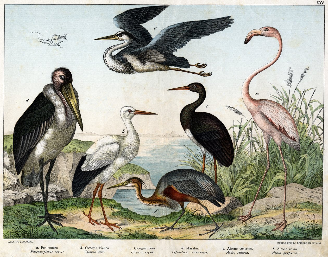 a:Phenicopterer或火烈鸟（Phoenicopterus roseus），b: 白鹳（Ciconia alba），c:黑鹳（Ciconia migra），d:Marabout（Leptoptilus crumenifer），e:白鹭（Ardea cinerea），f:红鹭（Ardea purpurea）--载于《鸟类自然史》"，编辑。 作者 未知艺术家