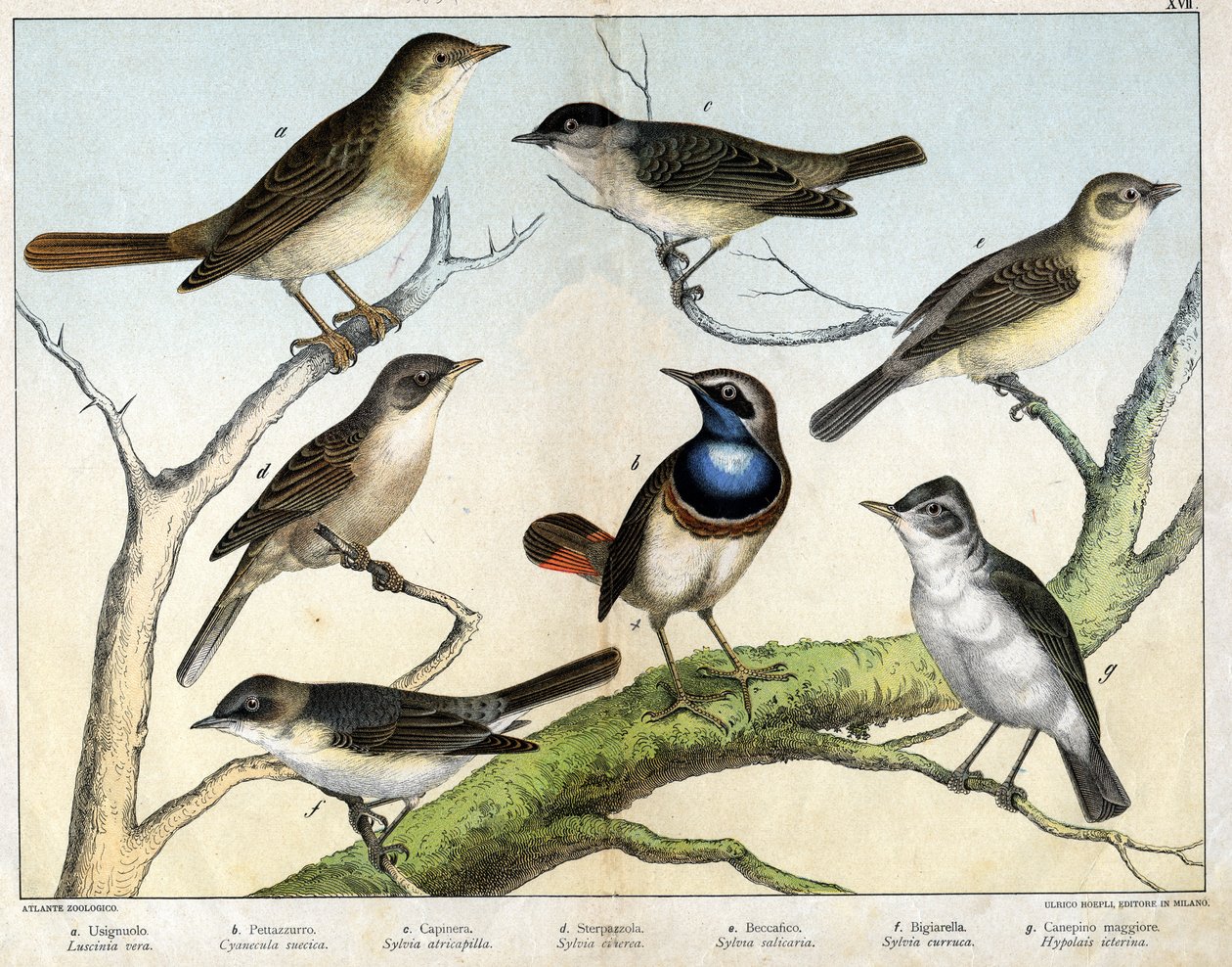 a: Rossignol（Luscinia vera），b: Pettazzuro（Cyanecula suecica），c:黑头（Sylvia atricapilla），d: Sterpazzola（Sylvia ciciera），e:Becfigue (Sylvia salicaria), f: hawk (bigiarella, Sylvia curruca), g: Canepino Giore (Hypolais icterina) - in 