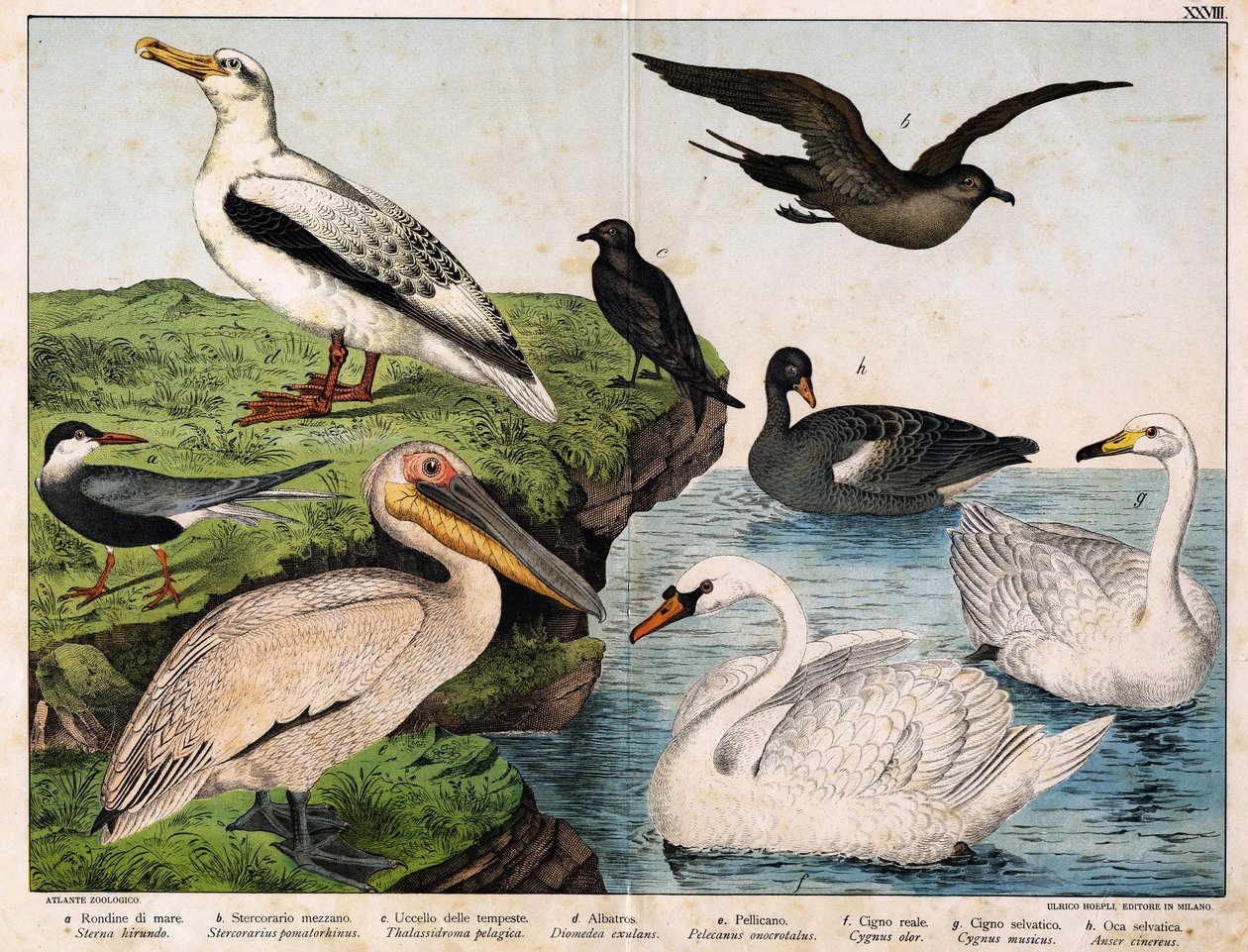 a:海燕(Sterna hirundo), b: 中型鸟(Stercorarius pomatorhinus), c:风暴鸟（Thalassidroma pelagica），d:信天翁（Diomedea exulans），e:鹈鹕（Pelecanus onocratalus），f:皇家天鹅（Cygnus olor），g：野天鹅（Cygnus Musicus），h。鹅 作者 未知艺术家
