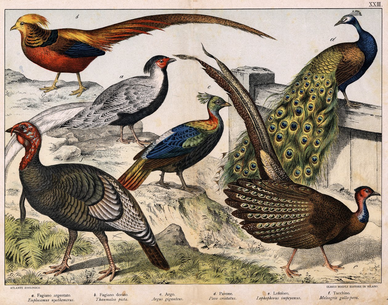 a:银鸡（Euplocamus nycthemerus），b: 金鸡（Thaumalea picta），c:大野鸡（Argus giganteus）, d:蓝孔雀（Pavo cristatus），e:Lophophorus impeyanus, f: Turkey (Meleagris gallo-pavo), in "Natural History of birds", ed. Hoe 作者 未知艺术家