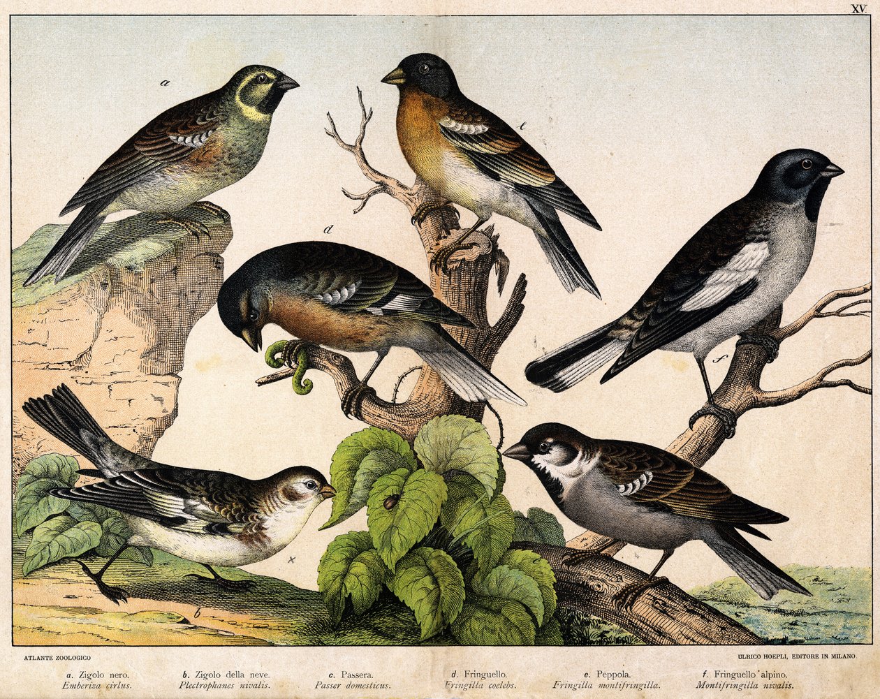 a:麻雀（Emberiza circlus），b: 雪雀（Plectrophanes nivalis），c:麻雀（Pour domesticus）, d:潘森（Fringilla coelebs），e:北方的Pinson（Fringilla montifringilla），Niverolle（Montifringilla nivalis）--载于《鸟类自然史》，Hoep编辑。 作者 未知艺术家
