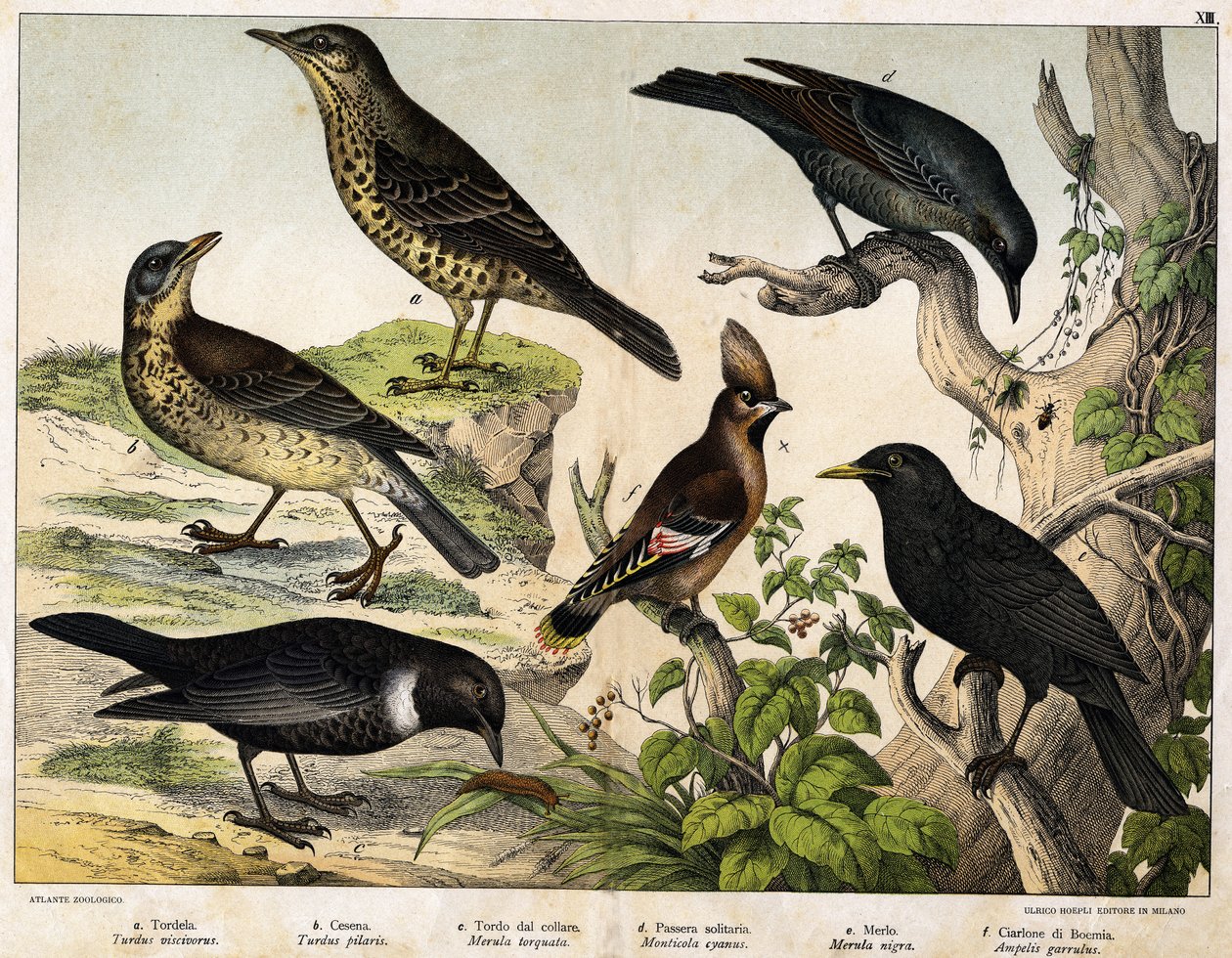 a:鸫（Turdus viscivorus），b：鸫（Turdus pilaris），c。黑鸟（Merula torquata），d:蓝黑鸟（Monticola cyanus），e：黑鸟（Merula nigra），f：波西米亚红嘴鸥（Ampelis garulus）--见《鸟类自然史》，Hoepli编辑，米兰 作者 未知艺术家