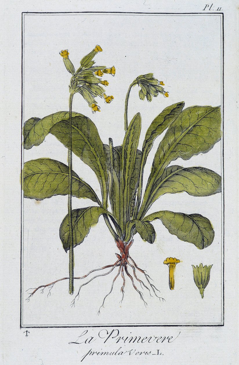 la Primevere (Primula vers) - 在“商人的植物学练习”中，由巴黎 Imprimerie de Crapelet 的 J.C. Philibert 撰写 作者 未知艺术家