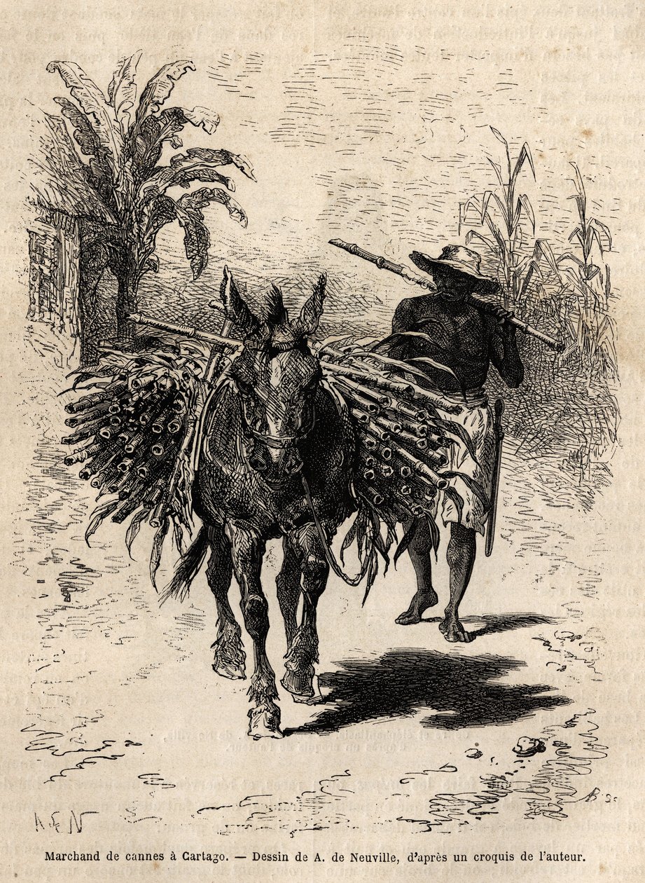 卡塔戈（哥斯达黎加）的一个甘蔗商人和他的骡子，这是唯一一个让城市空荡荡的街道充满活力的商人。萨夫雷博士1869年为说明新格拉纳达的航行而绘制的版画，发表于《世界之旅》1873年，由Edouard Char编辑。 作者 未知艺术家