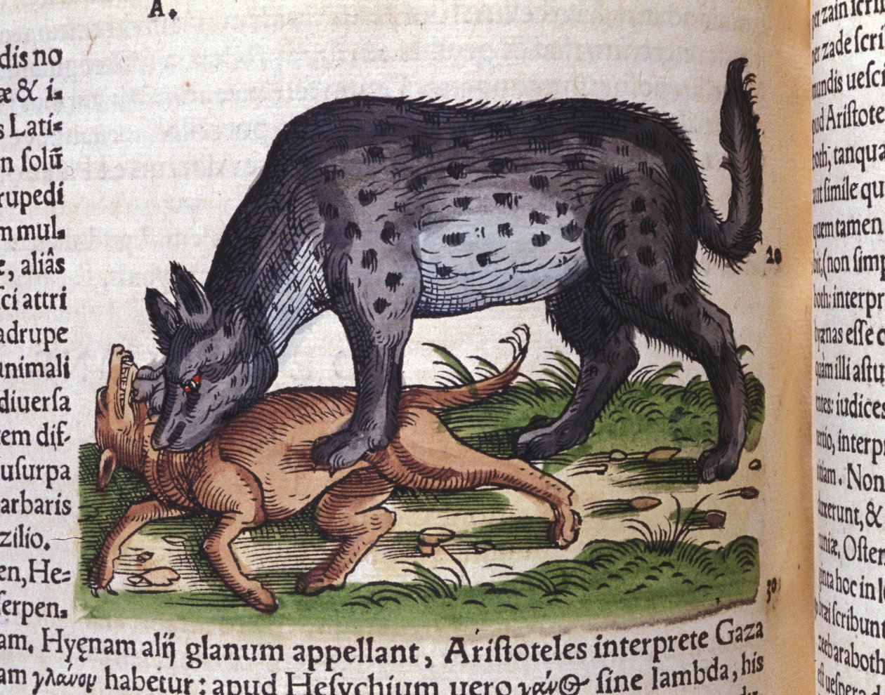 A hyena attacking a dog from Konrad Gesner
