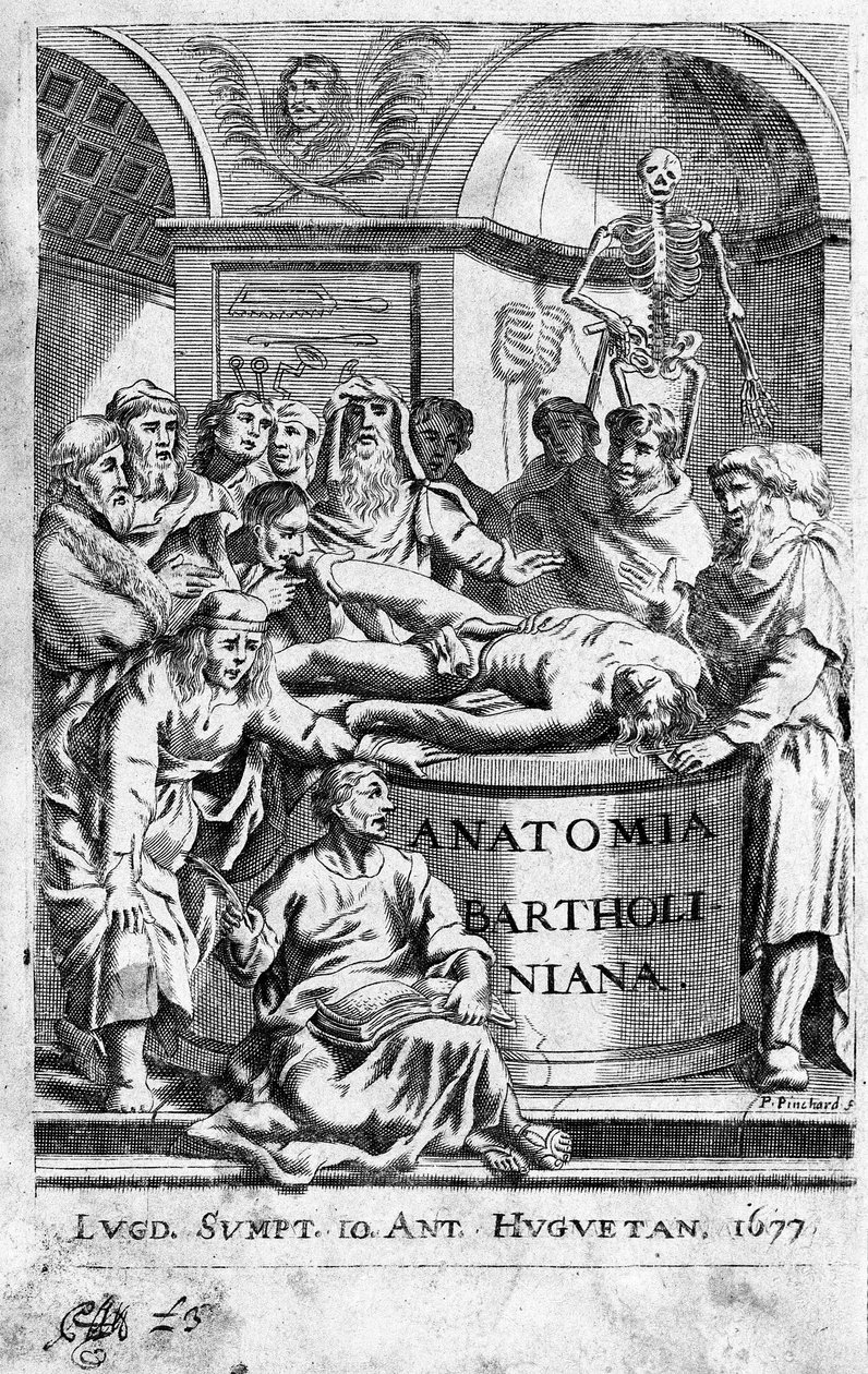 解剖学 Frontispice 取自 Thomas Bartholin (1616-80) (Bartholinus) 1677 的“Anatomia Reformata” 作者 未知艺术家