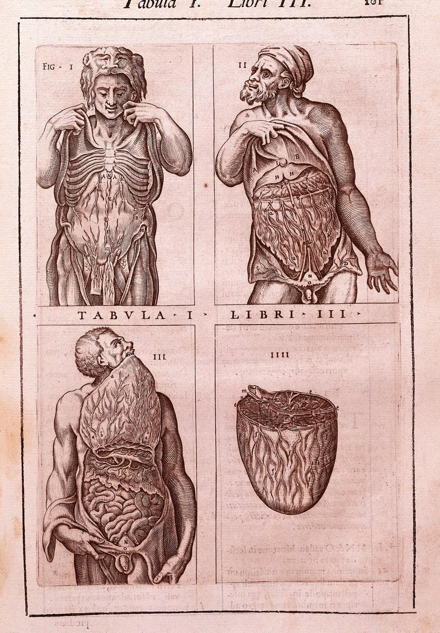 解剖板代表：尺寸、腹部肌肉、肠和胃。 Juan Valverde De Amusco（1525-1588）的“人体解剖学”雕刻。 表 I，第三册。 巴塞罗那。 Biblioteca de Catalunya（加州国家图书馆） 作者 未知艺术家