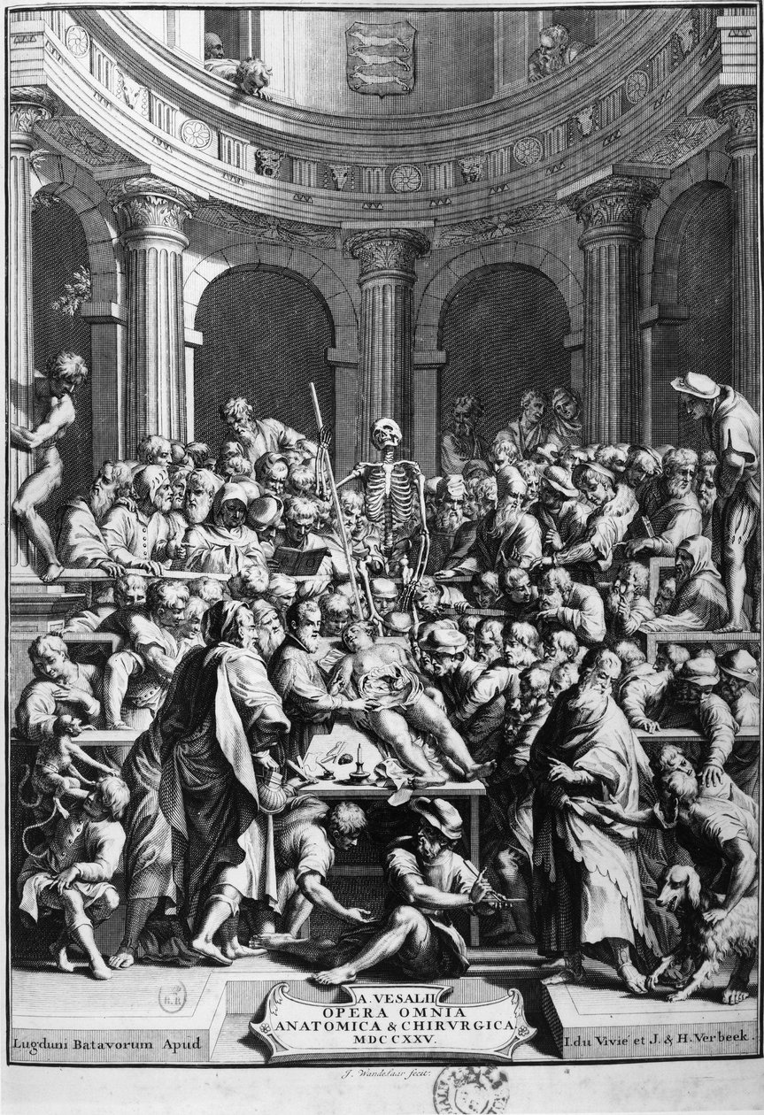 André Vésale (1514-1564), founder of modern anatomy, teacher of anatomy and surgery (In Latin: Andrea Vesalius, in Dutch: Andries Van Wesel). 作者 未知艺术家