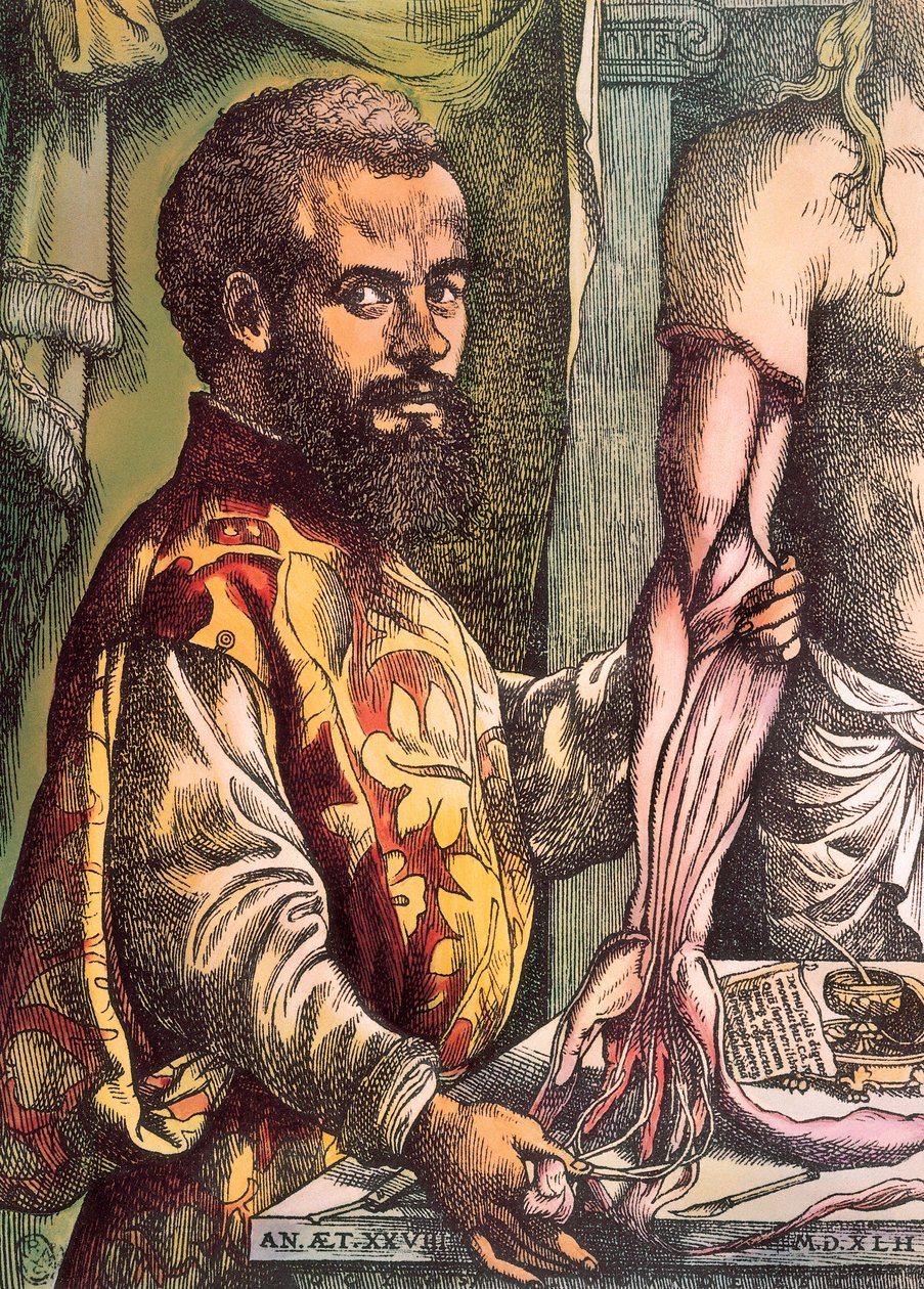 Andreas Vesalius（雕刻 作者 未知艺术家