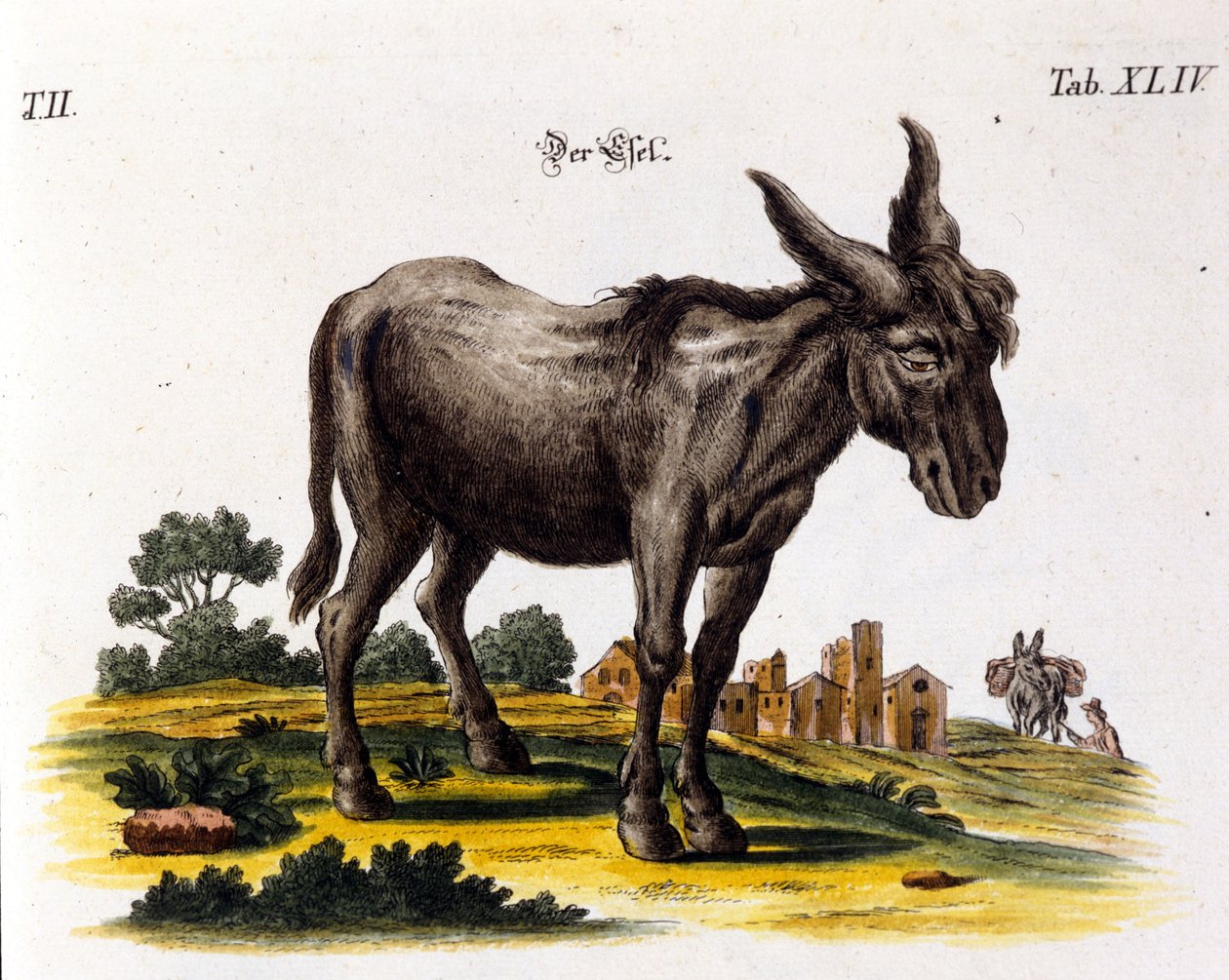 Ankey. 18th century representation. 作者 未知艺术家