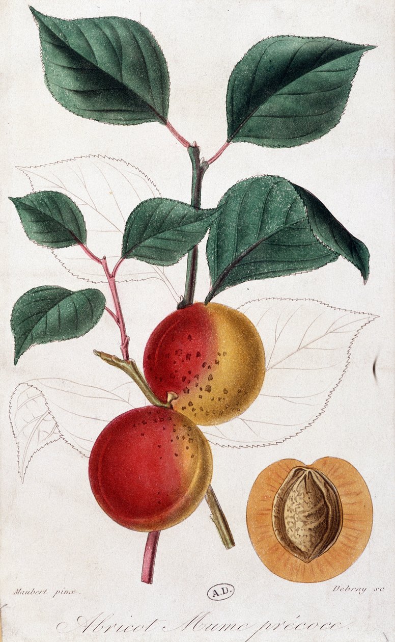 Apricot - botanical board 作者 未知艺术家