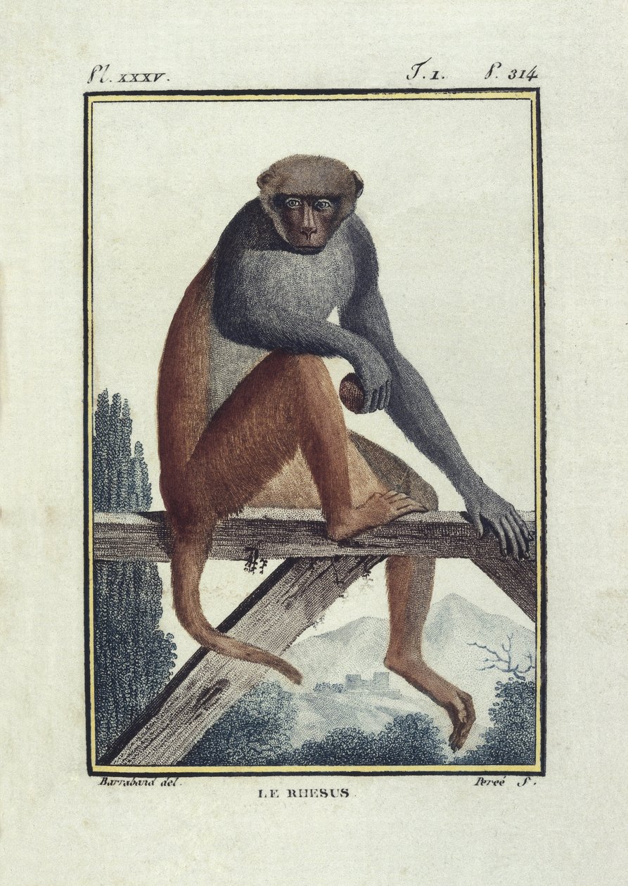 布封，乔治-路易-勒克莱尔伯爵（1707-1788 年）。恒河猴（猕猴）。自然史、一般史和特殊史》插图 作者 未知艺术家